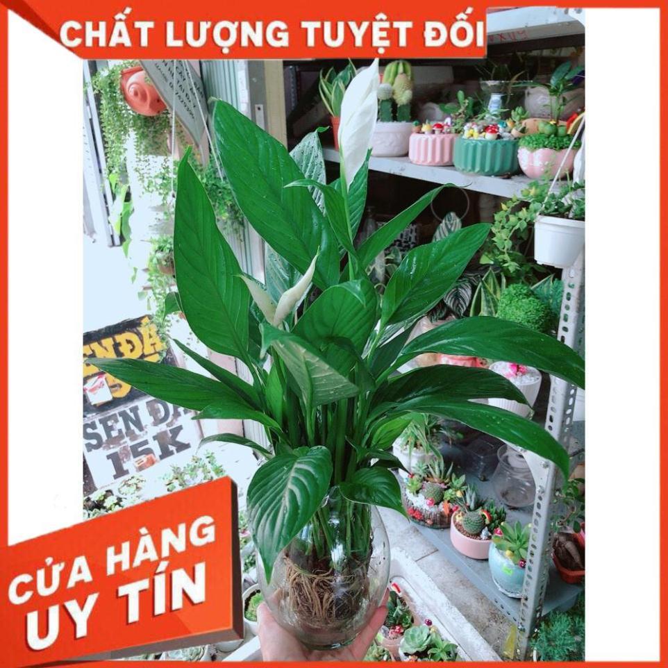Chậu Lan Ý Thủy Sinh