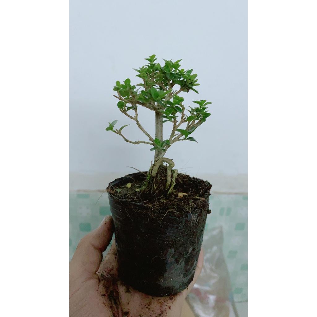 Cây Sam Hương Bonsai Mini