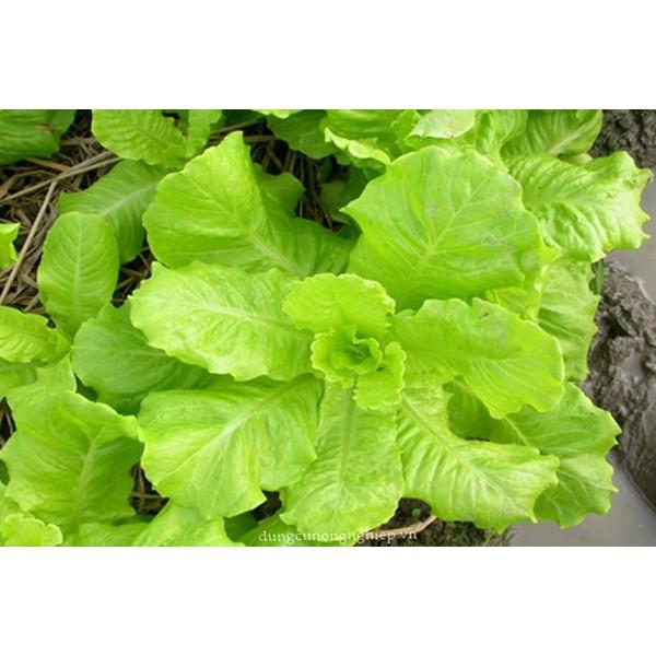 Combo hạt giống_6 loại hạt giống rau dễ trồng cho người mới bắt đầu tập tành trồng rau
