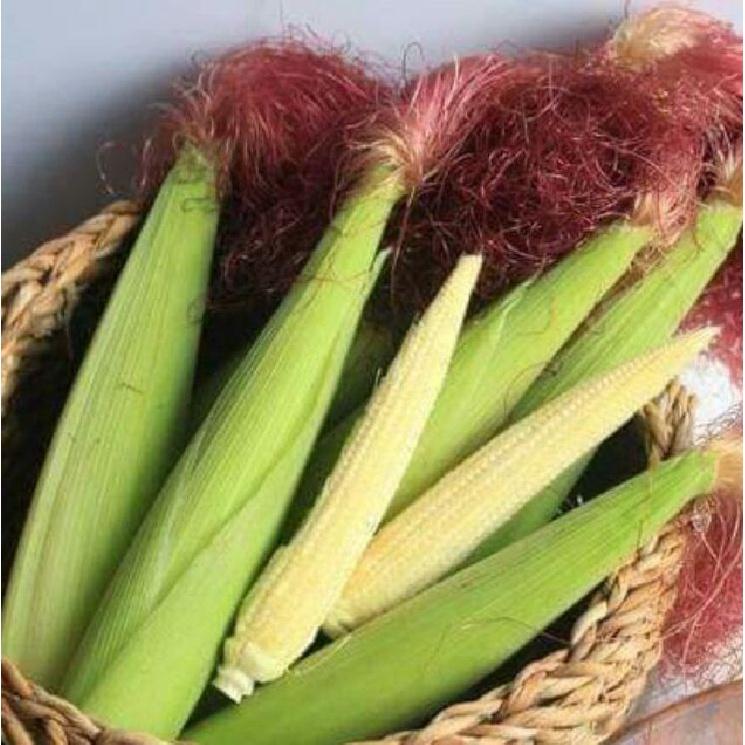 Hạt giống ngô bao tử Thái Lan CT221 - Gói 30 hạt