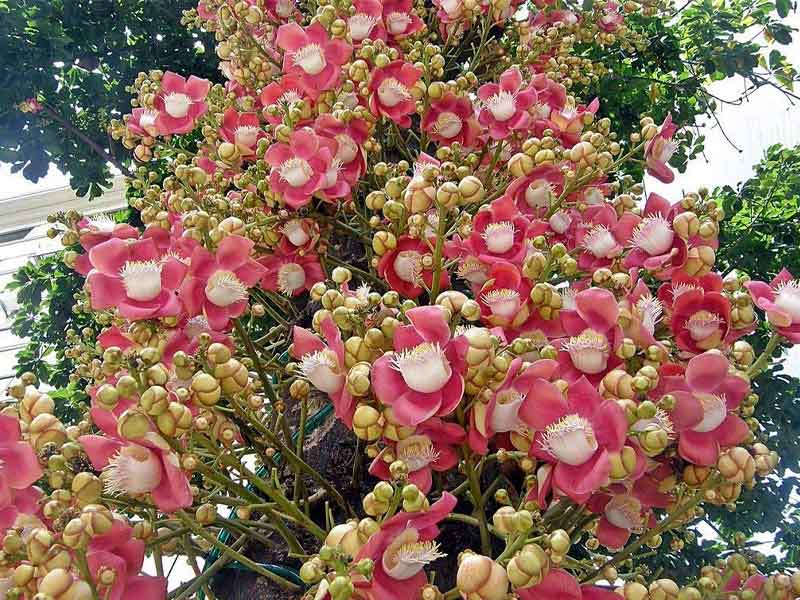 CÂY GIỐNG THA LA
