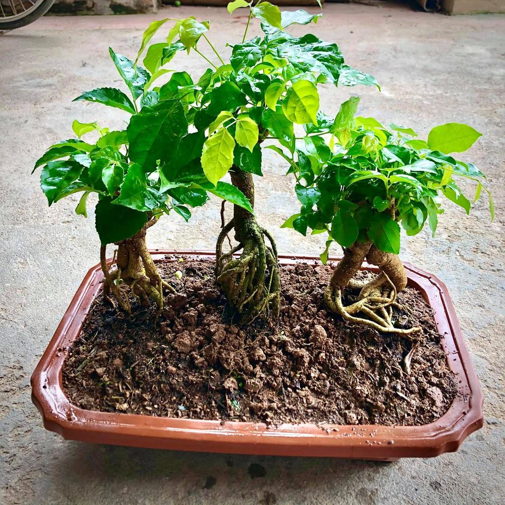 Cây hạnh phúc bonsai cao 25-30cm