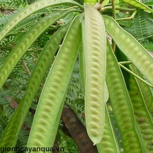 Hạt Giống Cây Keo Dậu - Hạt Giống táo nhơn KNS3704 - 10gram