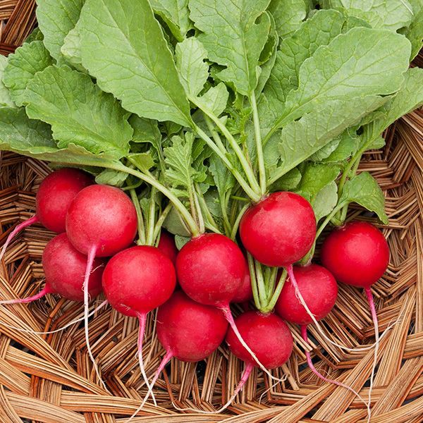 10GR 900.HẠT Hạt Giống Củ Cải Đỏ Cherry