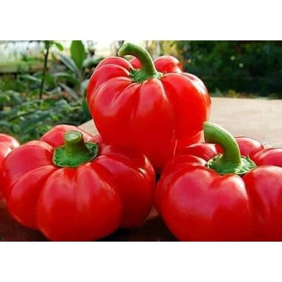 Hạt giống ớt bí ngô PUMPKIN F1 KNS3365 - Gói 5 hạt