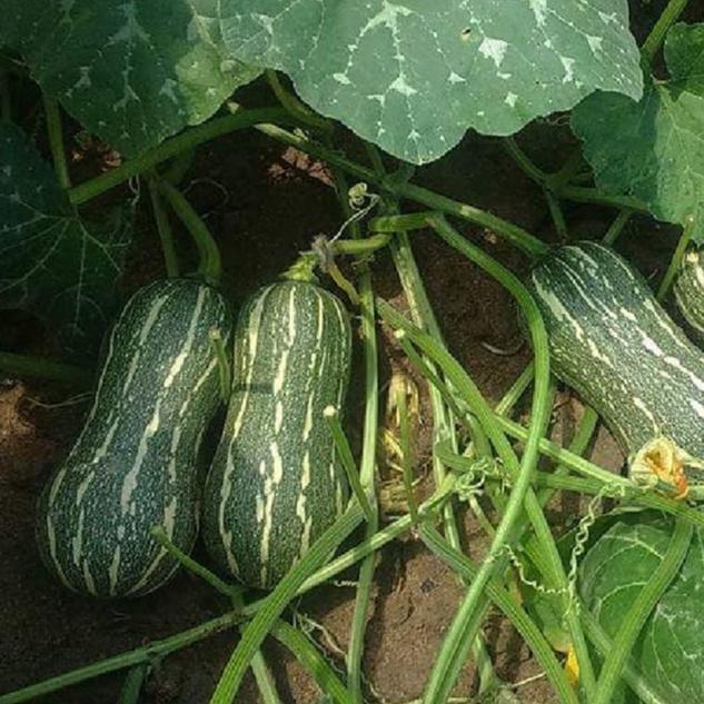 Hạt Giống Bí Đỏ Hạt Đậu dể trồng f1 -gói 10 hạt-tặng kèm gói phân bón lót