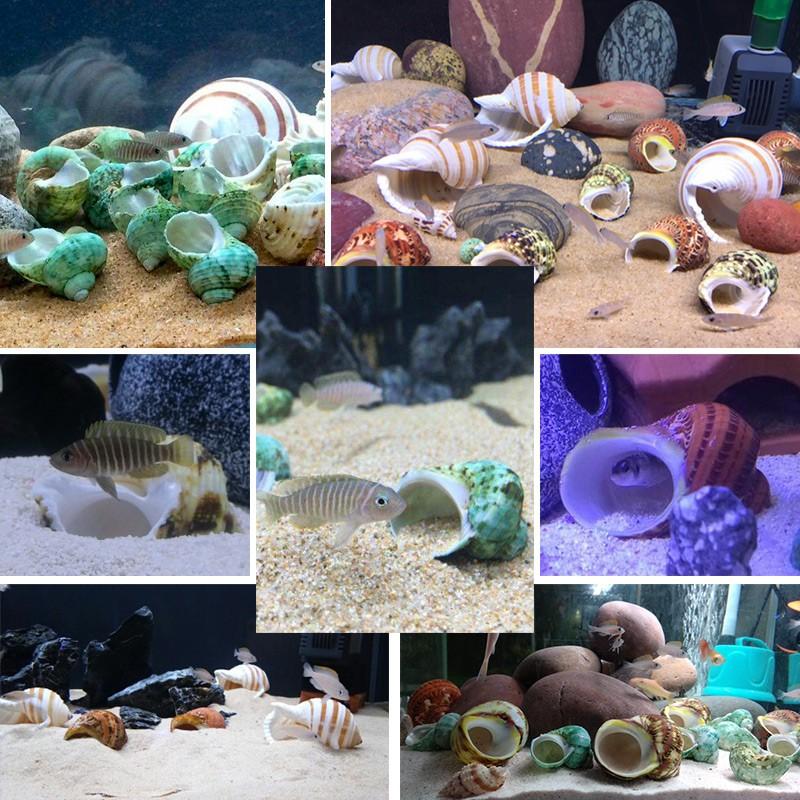 Vỏ ốc trang trí
