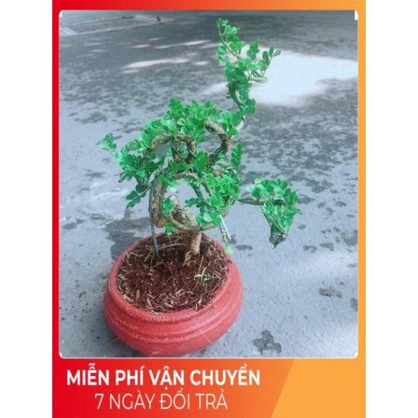 Chậu Cây Cần Thăng