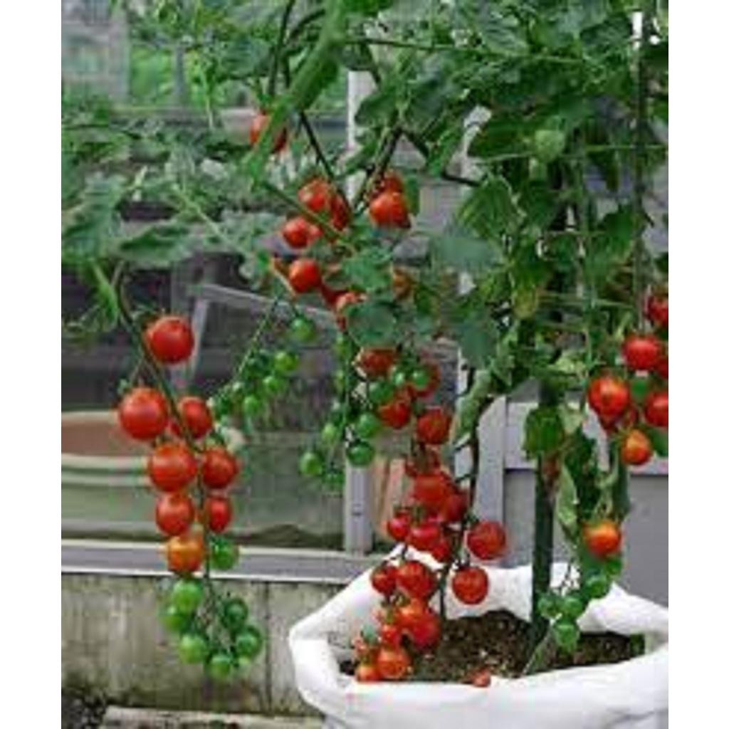 Cây giống Cà Chua Bi Siêu trái.