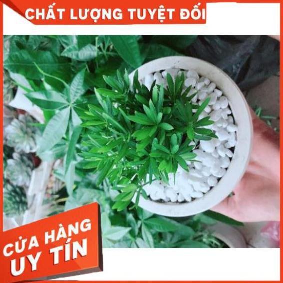 Chậu cây tùng vạn niên Nhiều Người Mua