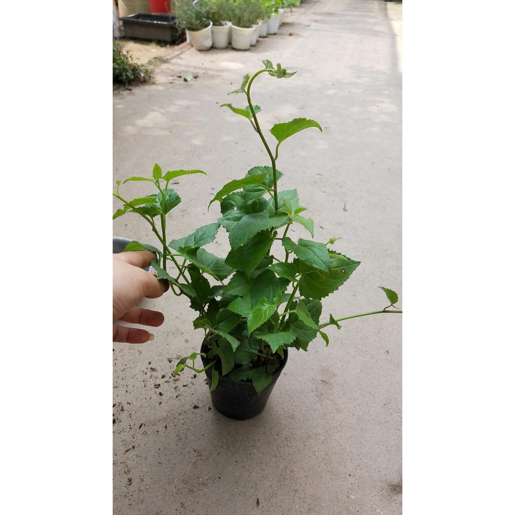 Hoa CÚC LEO MEXICO - Hoa đẹp, sai hoa, bầu 1 cây giống