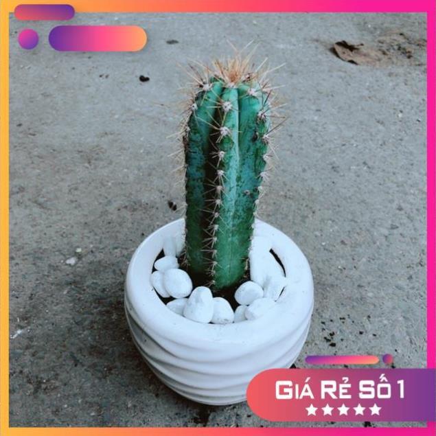 Chậu Xương Rồng Trụ