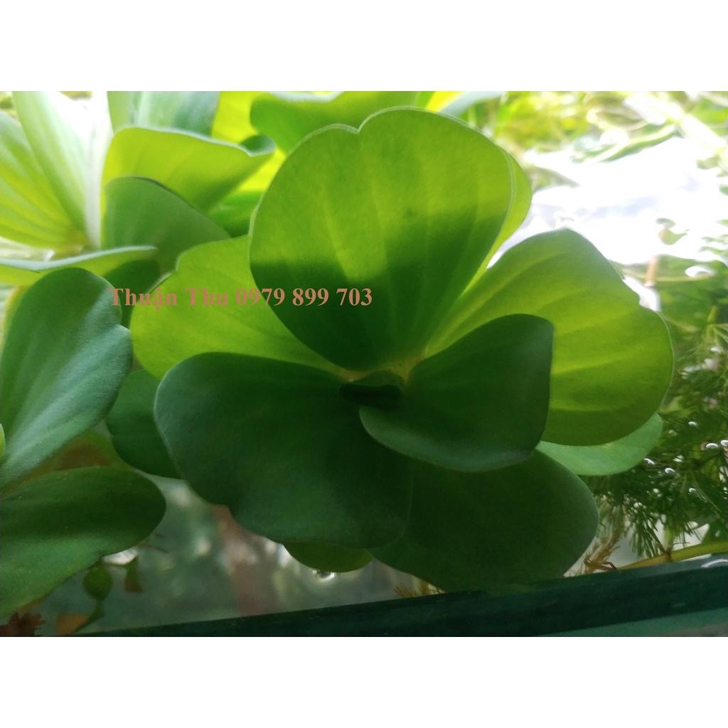 Bèo tai tượng - Bèo cái - Bèo thủy sinh