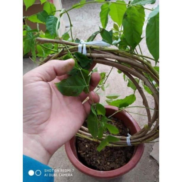 Sản phẩm HOA TỬ ĐẰNG ĐẸP LUNG LINH