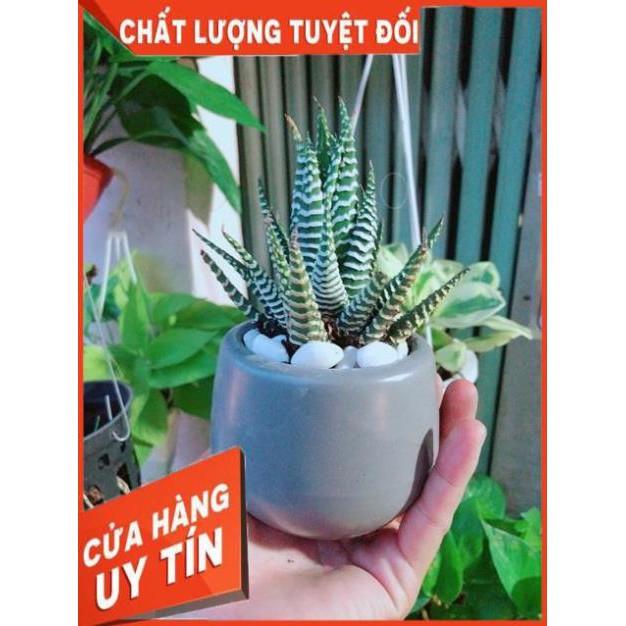 Chậu Móng Rồng