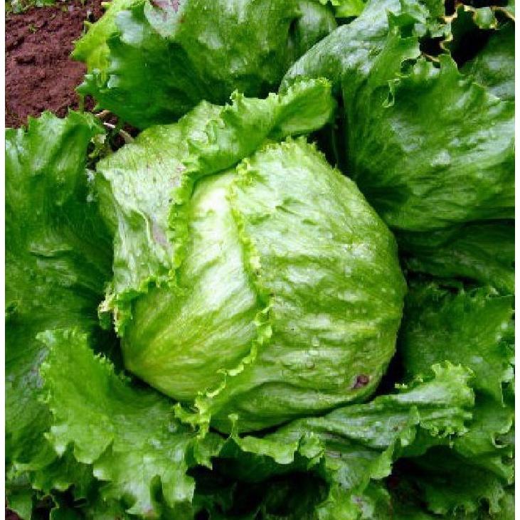 Hạt giống rau xà lách cuộn trắng dễ trồng-gói 0.2 gram/tặng kèm gói phân bón lót
