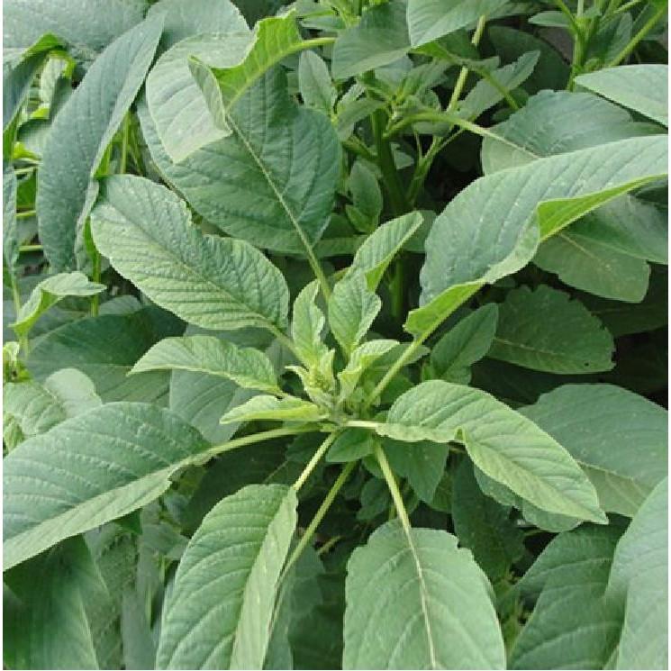 Hạt giống rau dền lá liễu xanh 1 gói 20gram