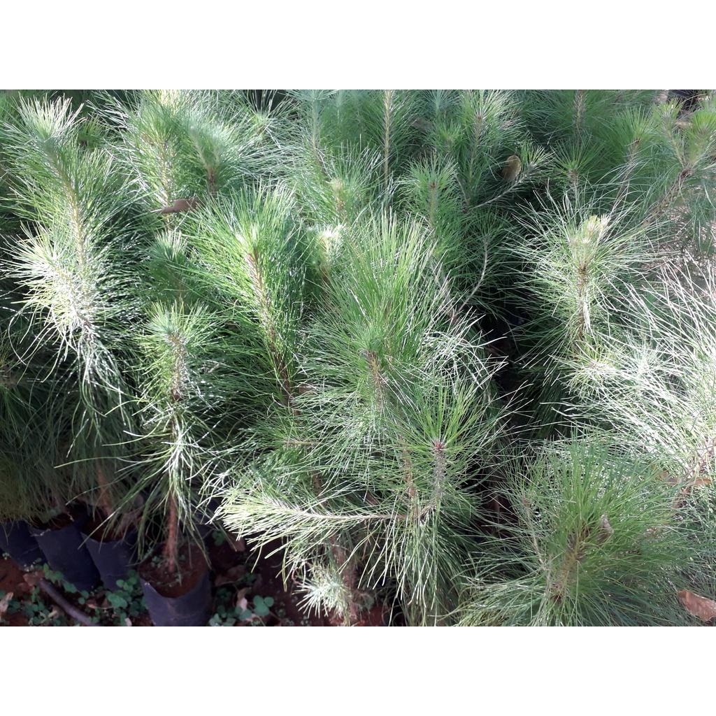 0,5 KG HẠT GIỐNG CÂY THÔNG CARIBe .(