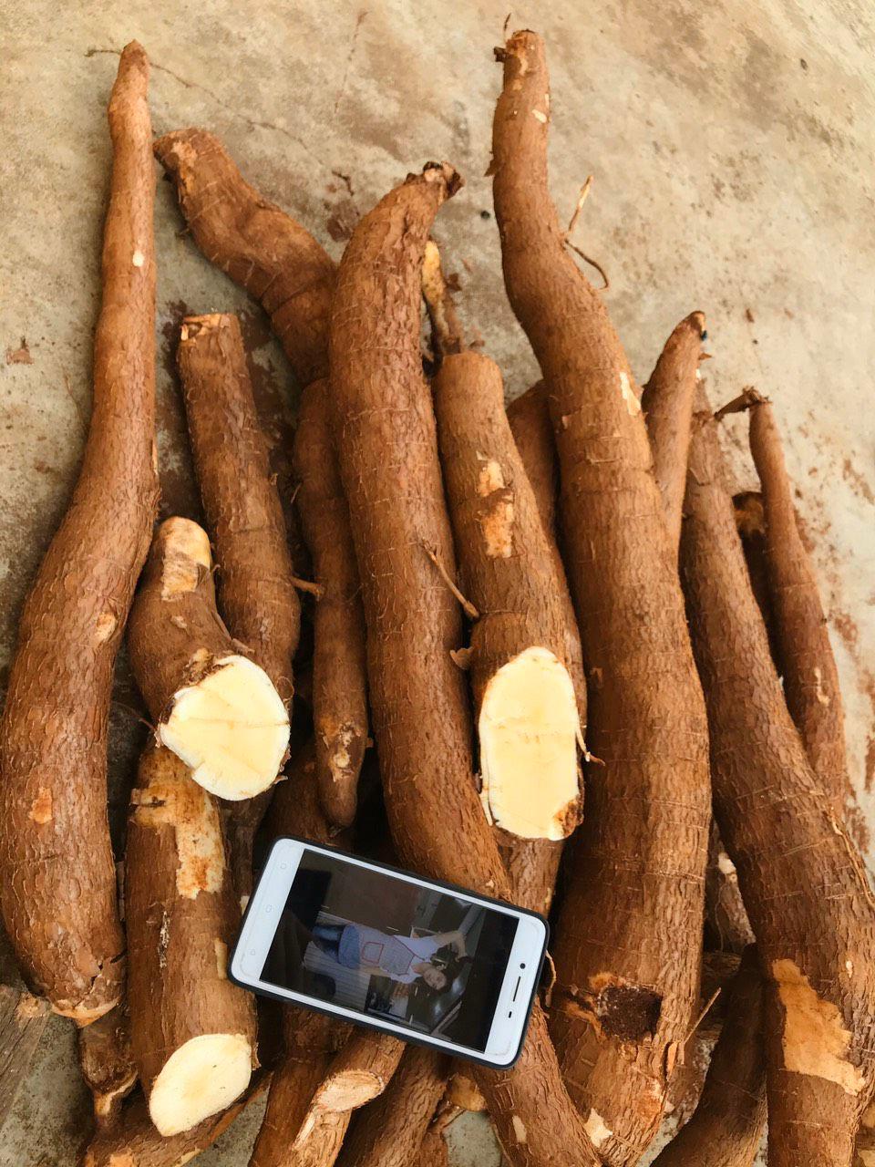 Set 3kg giống khoai mì ruột vàng
