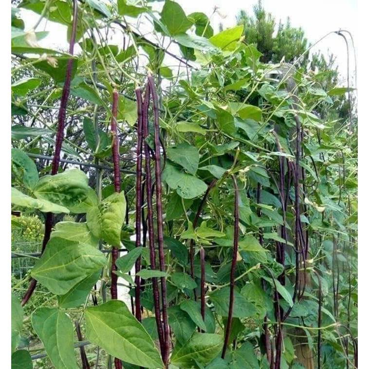 HẠT GIỐNG ĐẬU ĐŨA TÍM