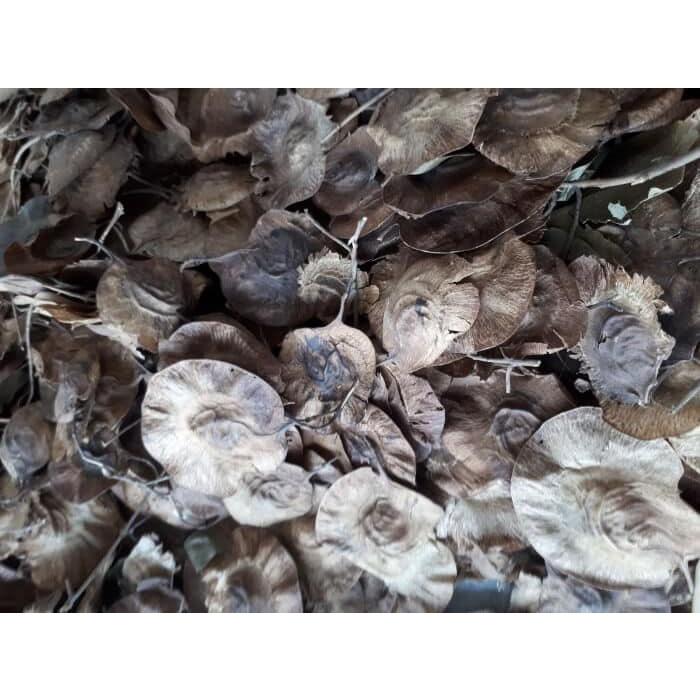 Giáng hương đuôi cong giống - 1kg