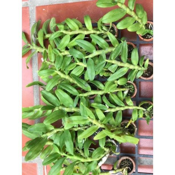 Sản Phẩm Phong lan trầm trắng hàng đài