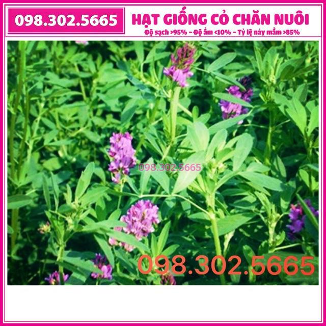 Hạt giống cỏ chăn nuôi linh lăng alfalfa 100g