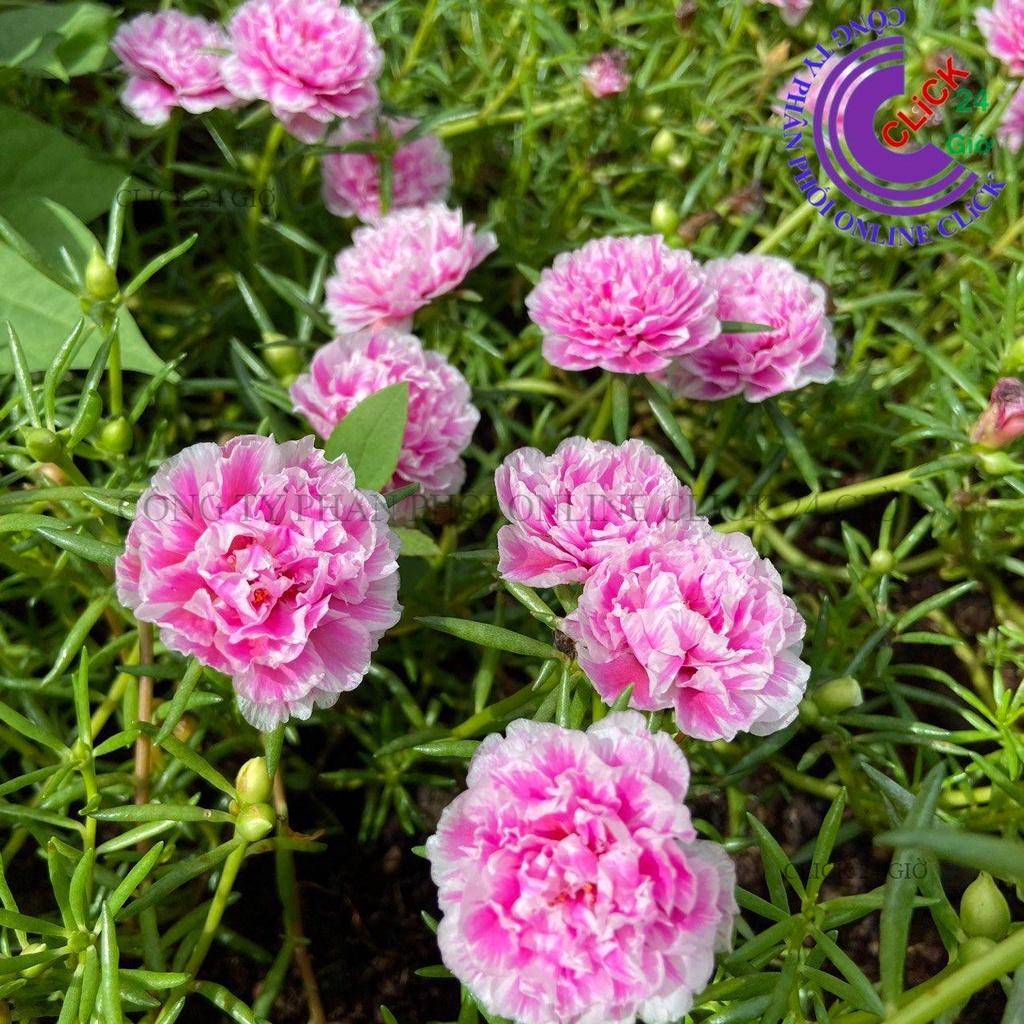 1 Ký Cành Giống Hoa Mười Giờ SONG HỶ Thái Kép Cành Tơ Siêu Khỏe Ra Rễ Sau 3 Ngày Hoa Mười Giờ Bonsai & Phụ Kiện