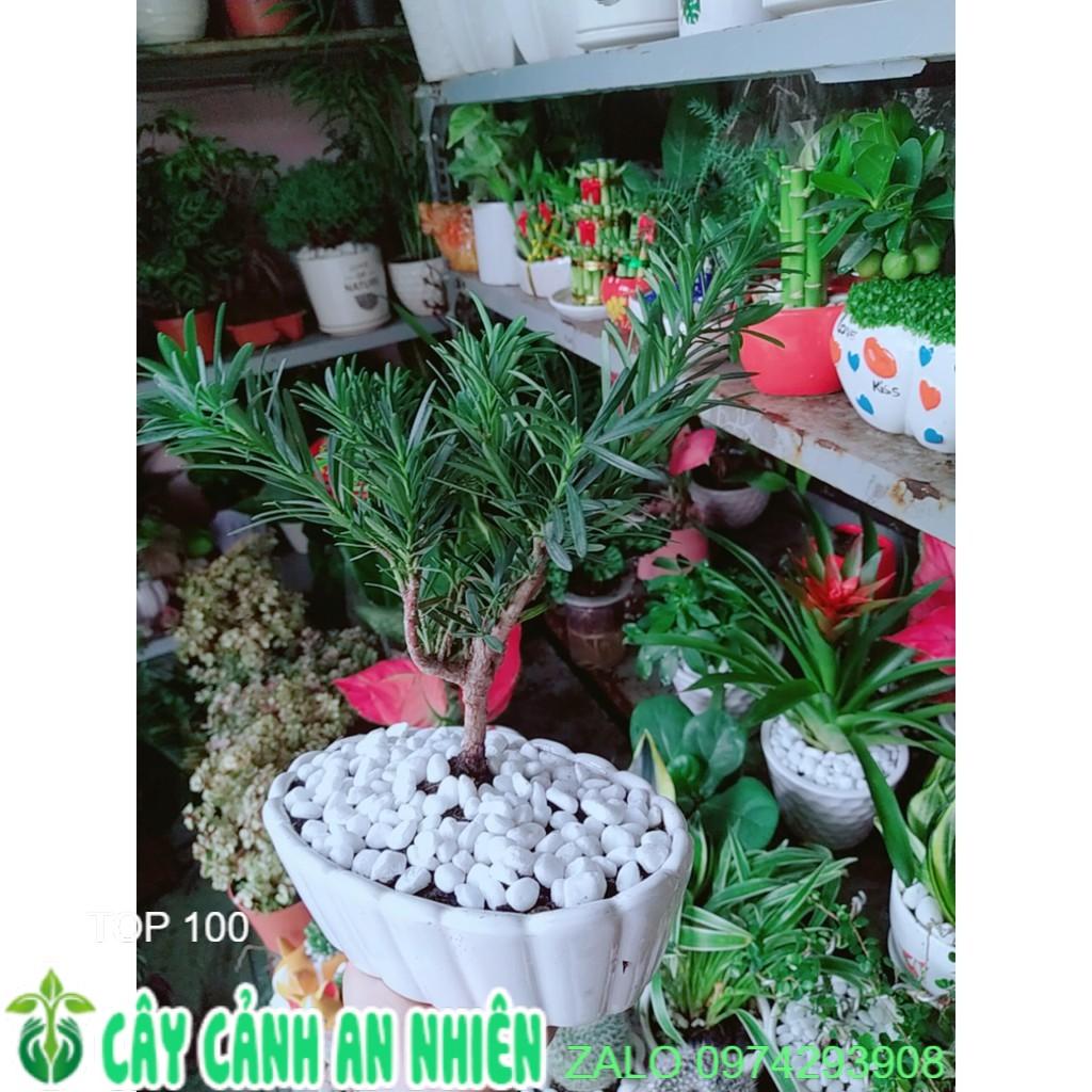 Chậu Tùng Vạn Niên Bonsai