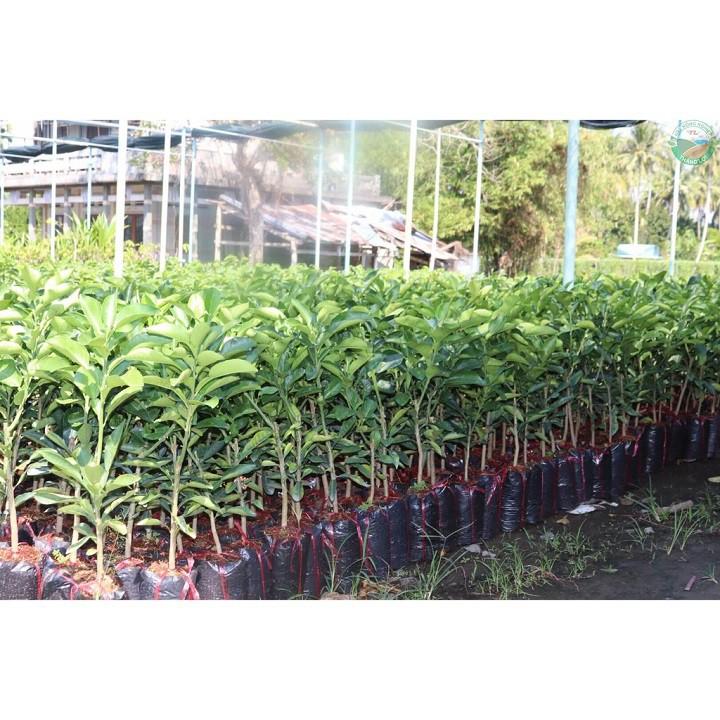 CÂY GIỐNG BƯỞI ĐỎ TÂN LẠC SIÊU NGON SIÊU QUẢ- CAM KÊT GIỐNG CHUẨN F1