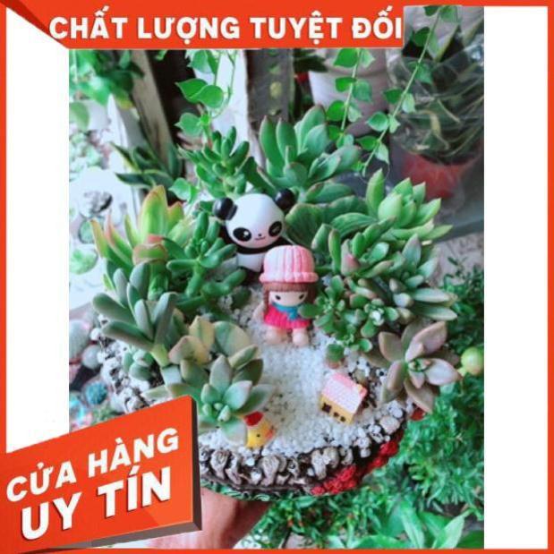 Chậu sen đá mix