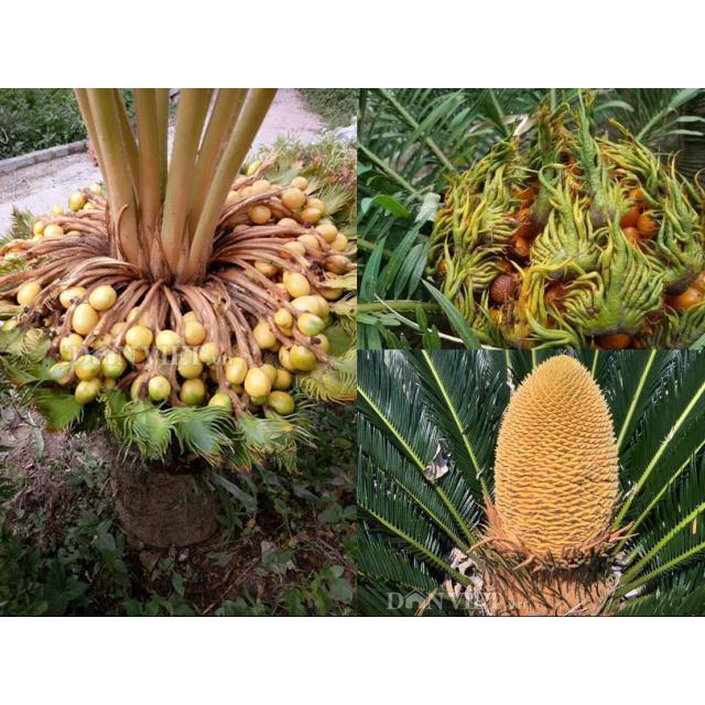 CÂY VẠN TUẾ -CÂY MANG LẠI SỰ UY NGHI, CỔ KÍNH CHO NGÔI NHÀ , VƯỢNG PHONG THỦY CHO GIA CHỦ