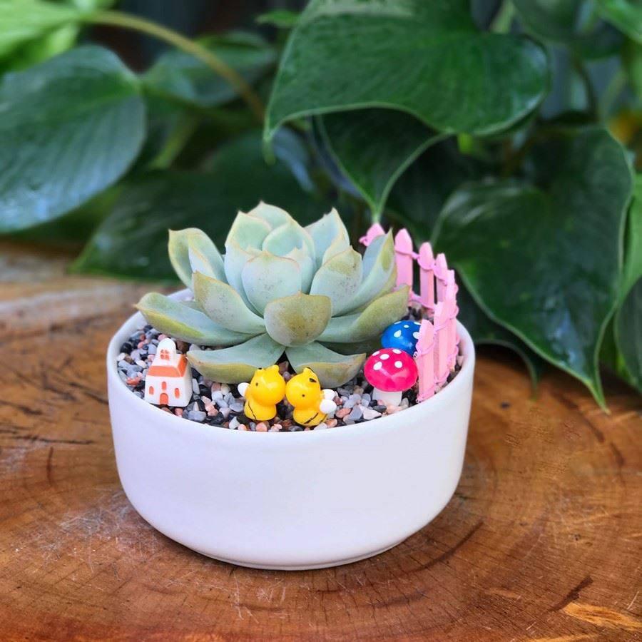 Chậu Sứ Trồng Cây Cảnh Mini, Sen đá, Xương rồng, Tiểu Cảnh Terrarium Hình Trụ Thấp - Chậu nhỏ: 12x6cm