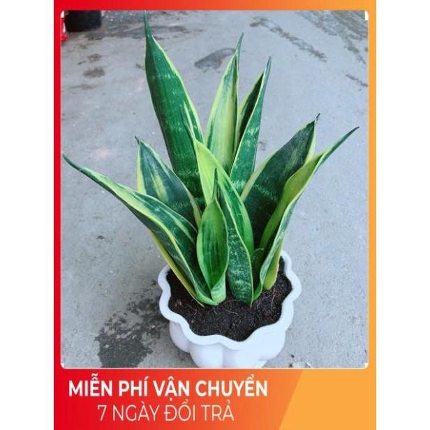 Chậu Lưỡi Hổ Hoàng Kim