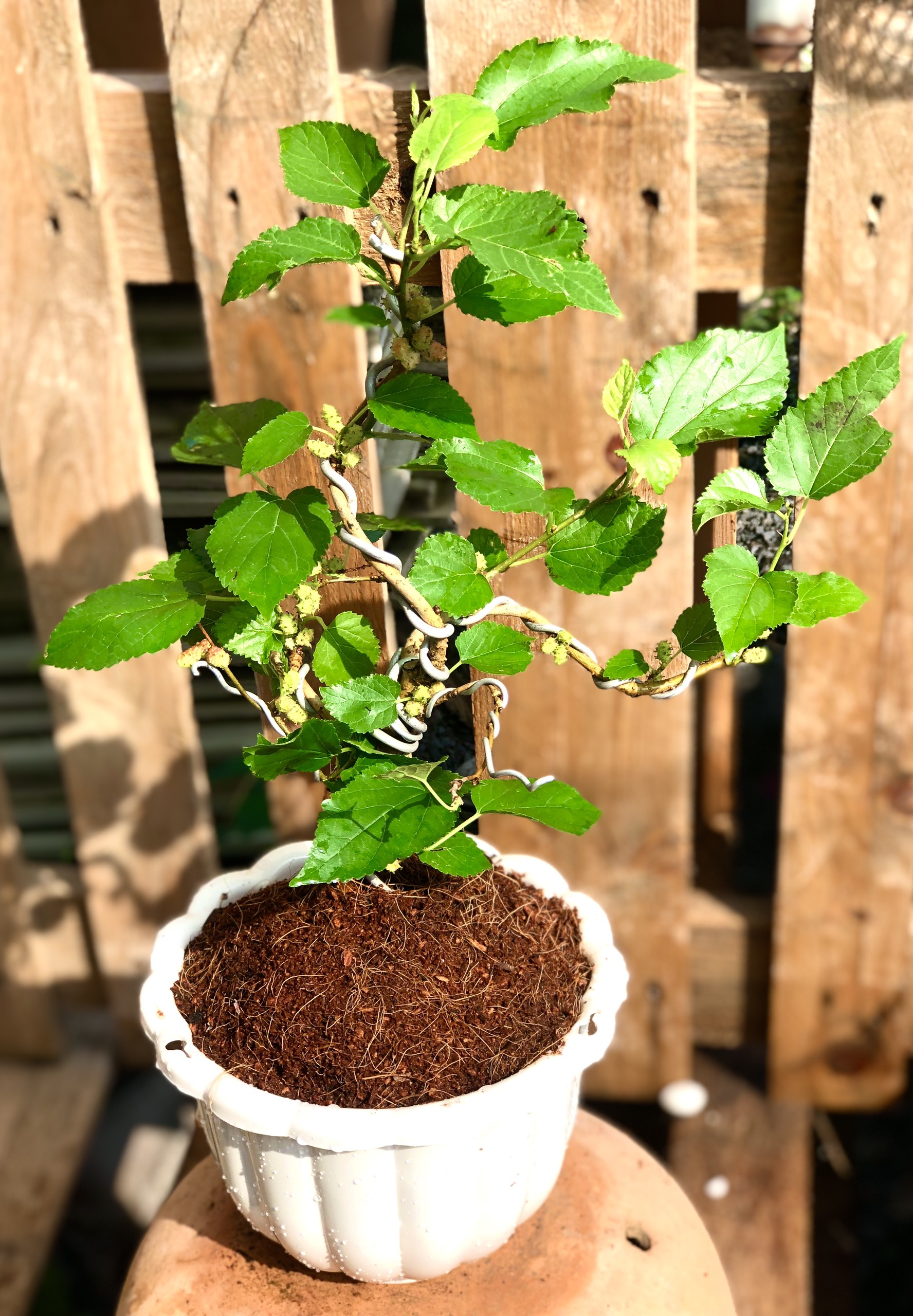 Cây dâu tằm bonsai