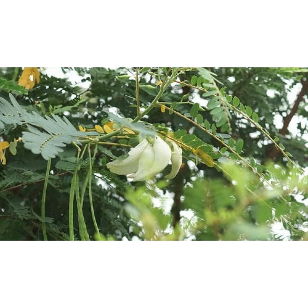 Hạt Giống Cây So Đũa – Điền Thanh Hoa Lớn - Giống Cỏ Chăn Nuôi - Hạt Giống Cỏ Chăn Nuôi.
