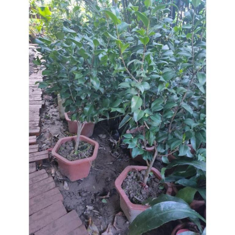 Trà hồng-trà bạch,trà cung đình nở hoa dịp Tết
