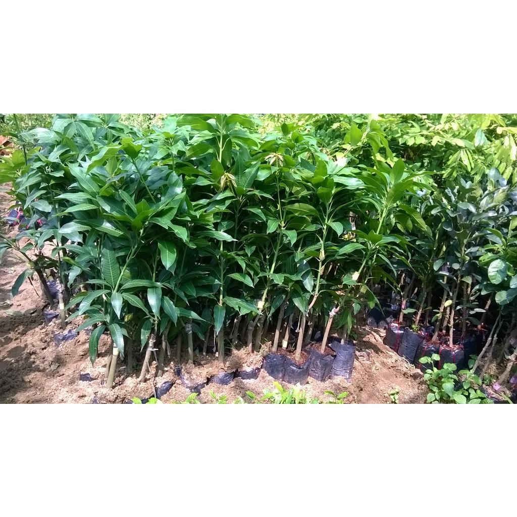 Cây giống Xoài trồng chậu.