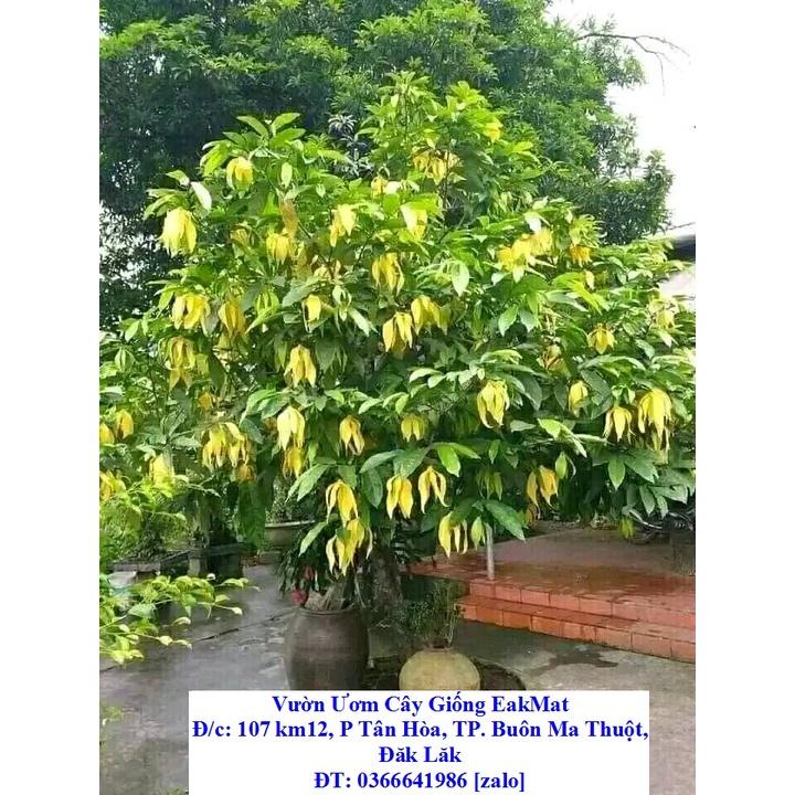 CÂY GIỐNG HOA DẺ VÀNG THƠM/ HOA HOÀNG LAN