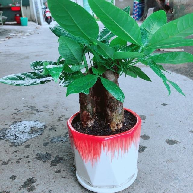 Chậu Kim Ngân 3 Thân