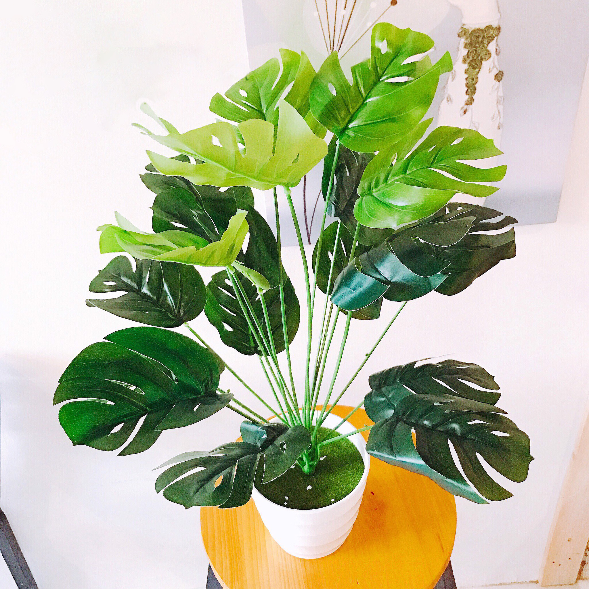 Cây Lá Rùa DECOR cỡ lớn cao 50cm