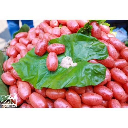 CÂY GIỐNG NHÓT NGỌT SIÊU QUẢ SIÊU NĂNG SUẤT- CAM KÊT GIỐNG CHUẨN F1 - CGNNMF1