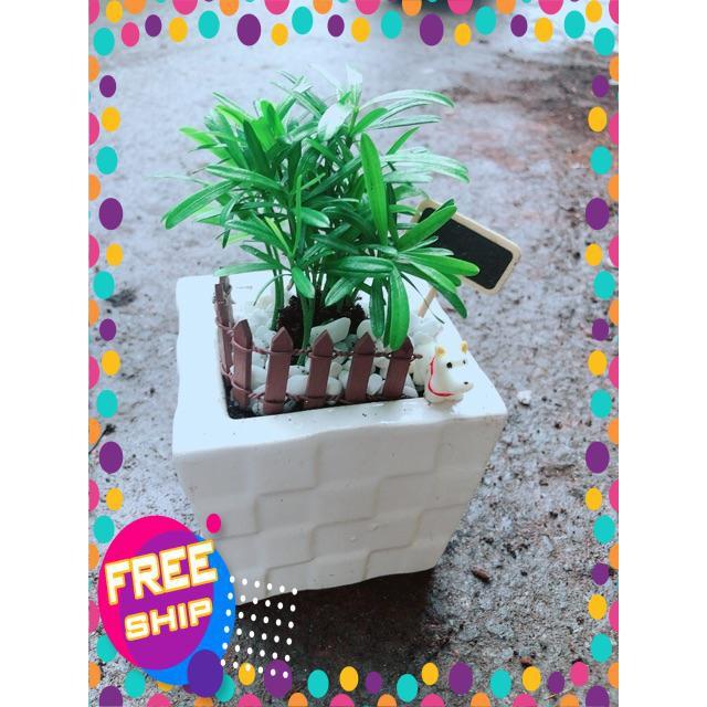 Chậu Tùng Vạn Niên