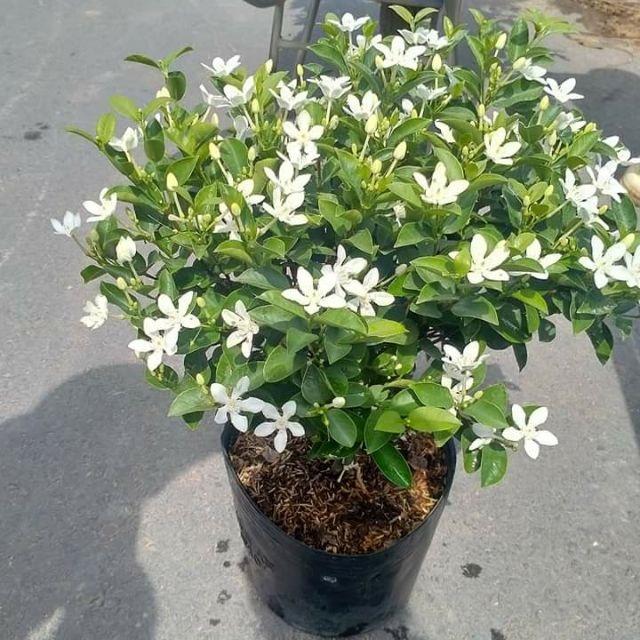Cây mai chỉ thiên siêu hoa - cây to đẹp như hình