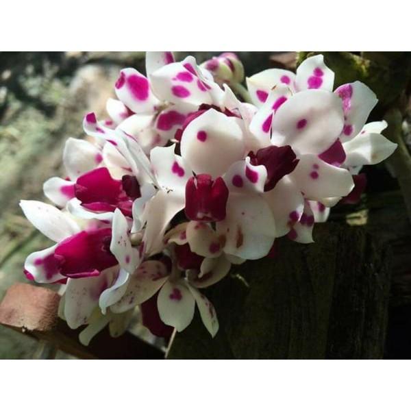 Chậu đai châu thái 4 cặp lá