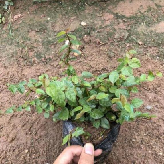 CÂY VẢY ỐC TRỒNG BỊCH ĐEN NHIỀU NGỌN SUM SUÊ DÀI 15-20CM CÂY SỐNG KHỎE THÍCH HỢP LÀM CÂY LEO BÁM