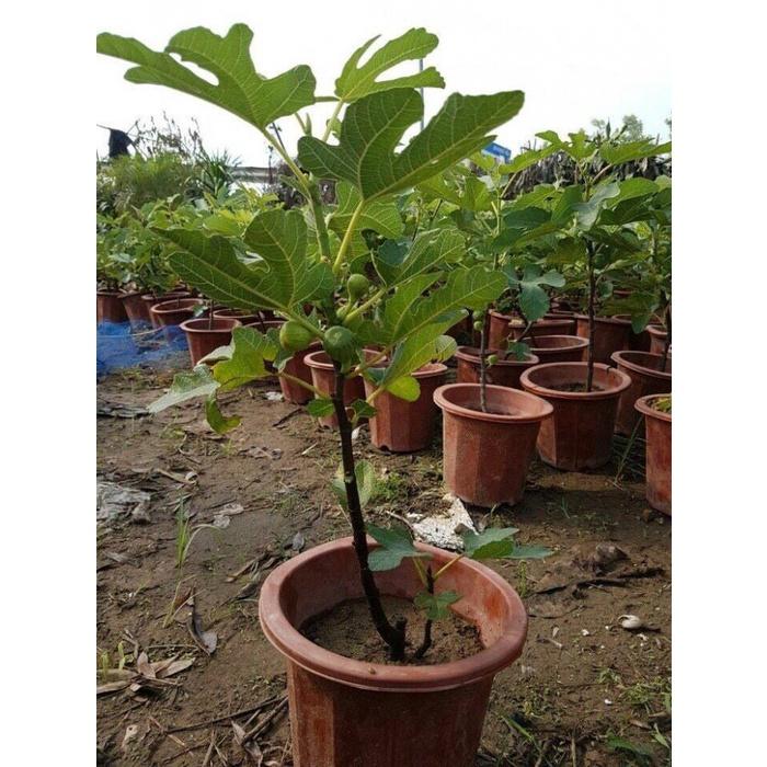 Cây sung mỹ chuẩn giống F1