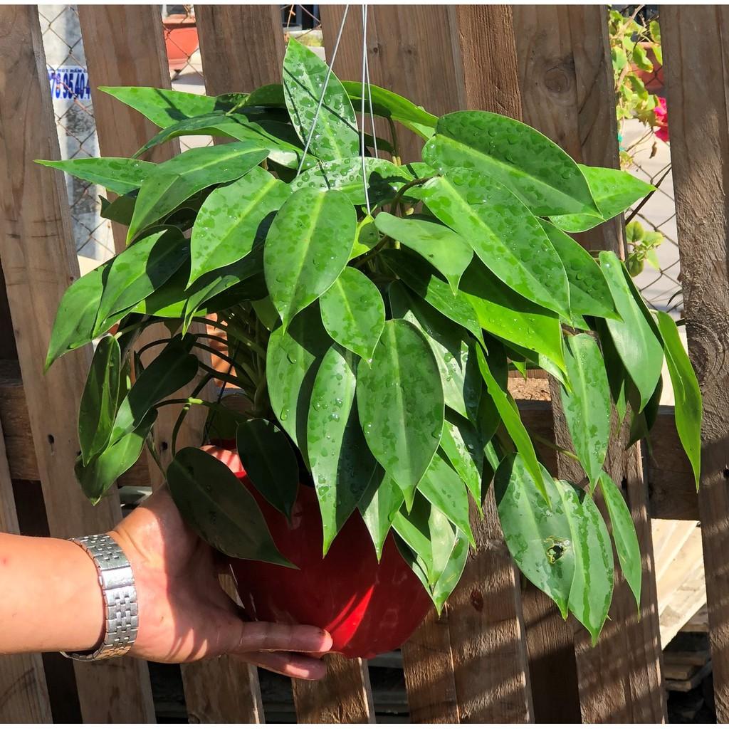 Chậu treo cây trầu bà Tỷ Phú
