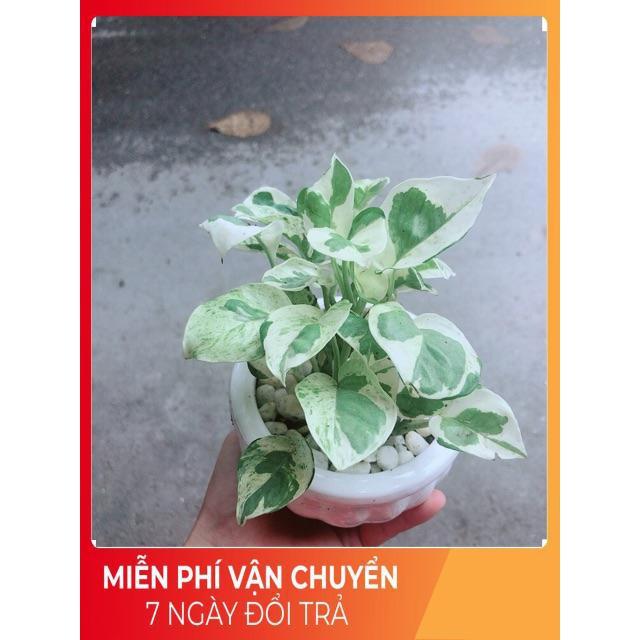 Chậu Cây Trầu Bà Sữa