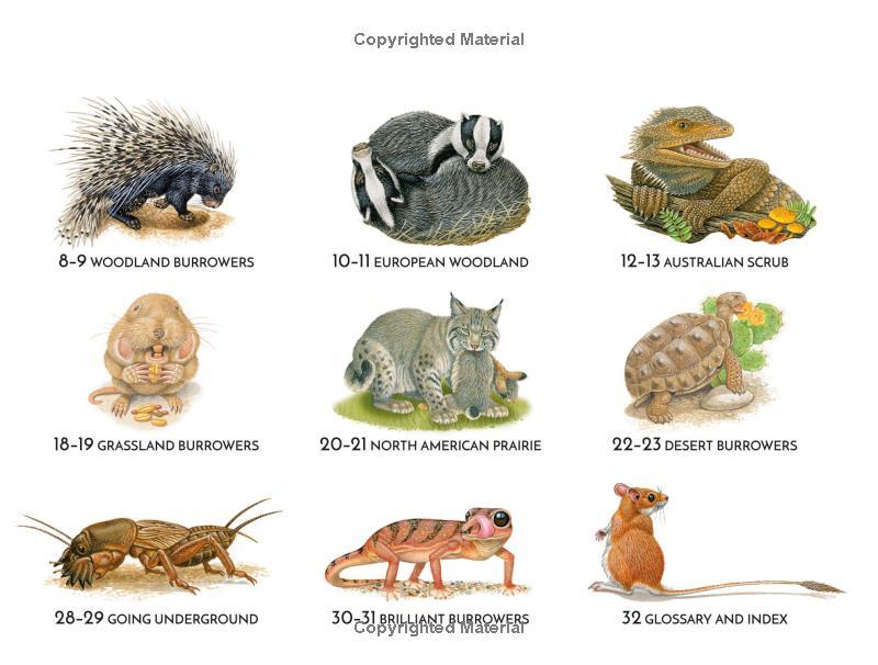 Sách ngoại văn: Life Underground - Tunnel Into A World Of Wildlife